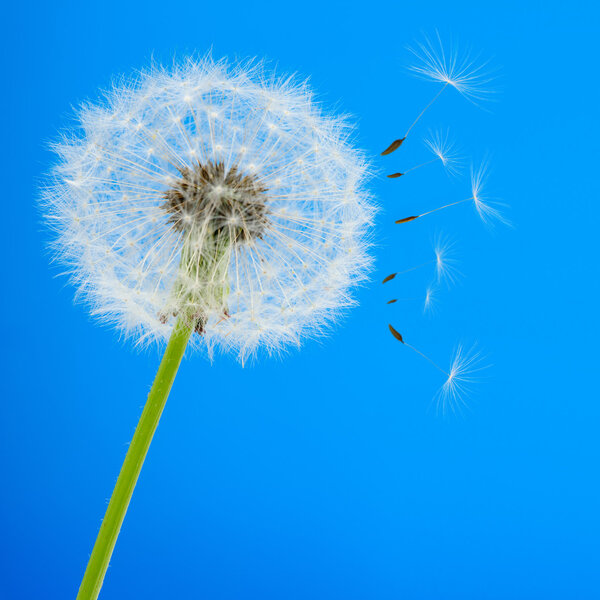Dandelion on a blue background
