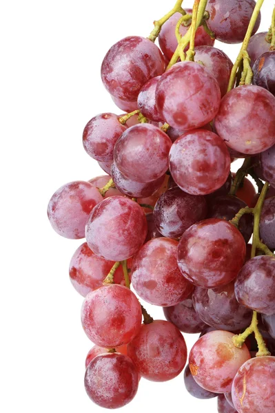 stock image Grapes cluster