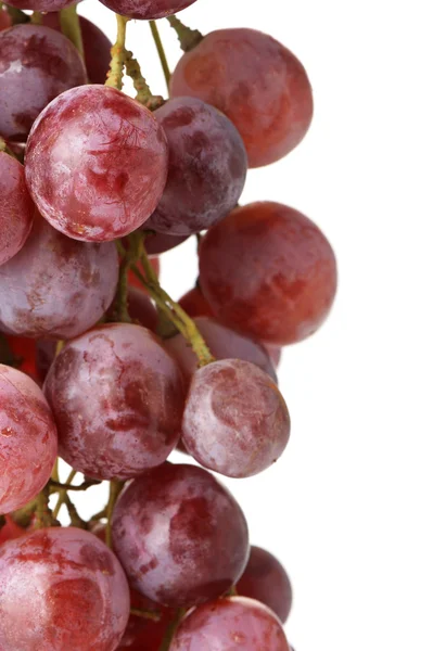 stock image Grapes cluster