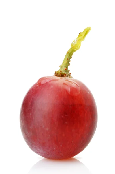 Ягода из красного винограда с капельками росы — стоковое фото