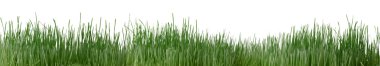 Grass isolated clipart