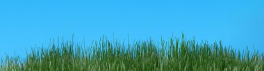 Natural grass it is isolated on a blue background clipart