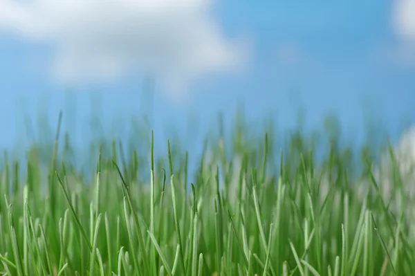 对天空的天然草 — 图库照片