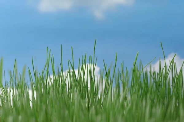 Natural grass against the sky — Stock Photo, Image