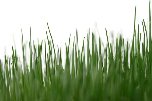Gras geïsoleerd — Stockfoto