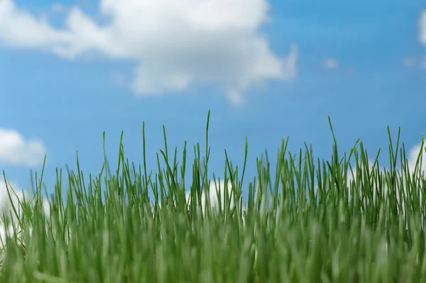 Přírodní trávou proti obloze — Stock fotografie