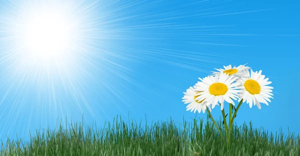 Gras und Kamille im Strahl einer strahlenden Sonne — Stockfoto