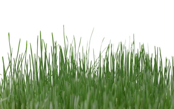 Gras isoliert — Stockfoto