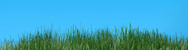 Natural grass it is isolated on a blue background — Stock Photo, Image