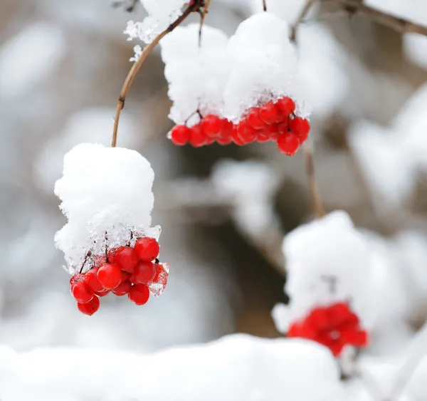 Jarzębina pokryte śniegiem — Zdjęcie stockowe