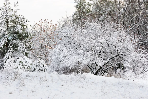 Paisaje invierno — Foto de Stock