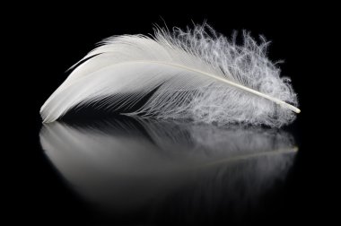 Feather clipart