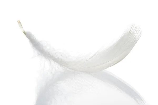 고립 된 깃털 — 스톡 사진