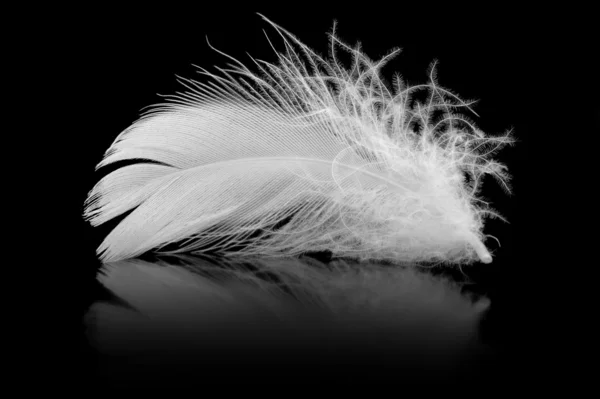 깃털 — 스톡 사진
