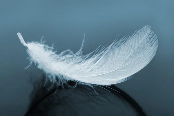 Feather Stock Image