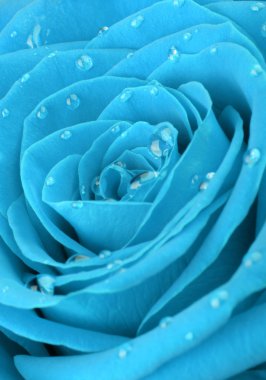 Blue rose with water drops clipart