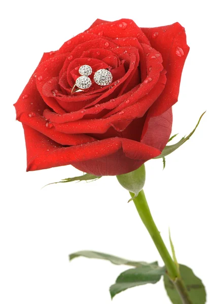 Rosa vermelha com um anel com jóias e gotas de água — Fotografia de Stock