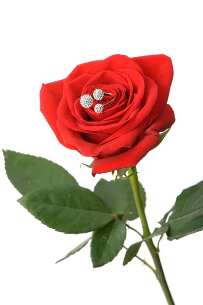 Red rose with a ring with jewels — Stock Photo, Image