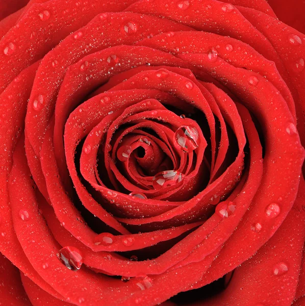 Червона троянда з краплями води ізольована на білому тлі — стокове фото
