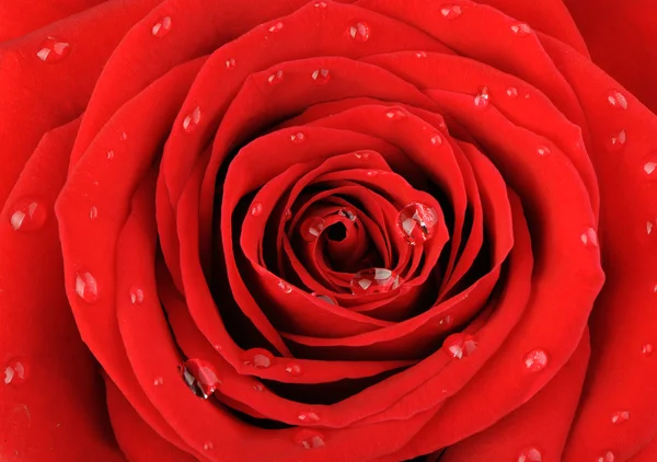 Rudá růže s kapkami vody, který je izolován na bílém pozadí — Stock fotografie