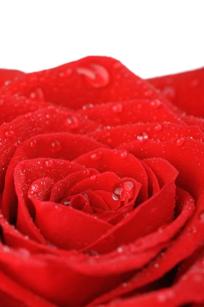 与它隔绝的水滴在白色背景上的红玫瑰 — 图库照片