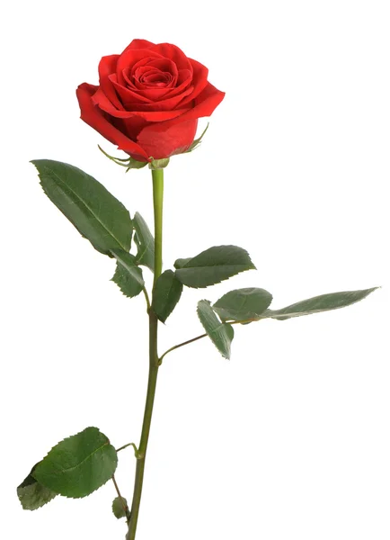 Rosa roja con gotas de agua se aísla sobre un fondo blanco — Foto de Stock