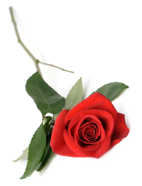 Κόκκινο τριαντάφυλλο είναι απομονωμένη — Φωτογραφία Αρχείου