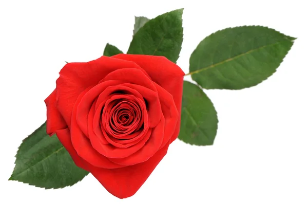 Czerwona róża widok z góry — Zdjęcie stockowe