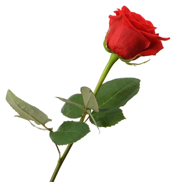 Rosa roja con gotas de agua se aísla sobre un fondo blanco —  Fotos de Stock