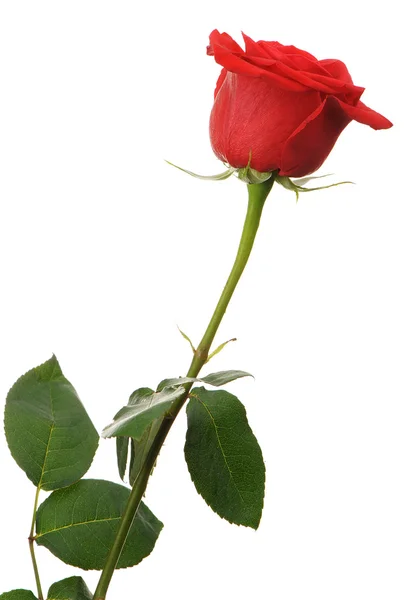Rode roos met waterdruppels die het is geïsoleerd op een witte achtergrond — Stockfoto