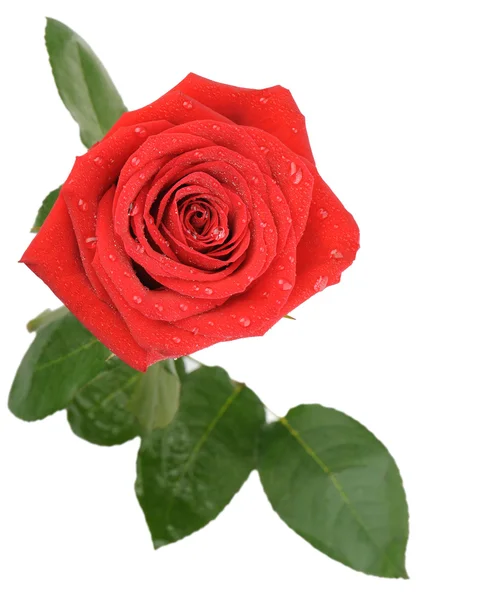 Rode roos met water druppels het bovenaanzicht — Stockfoto