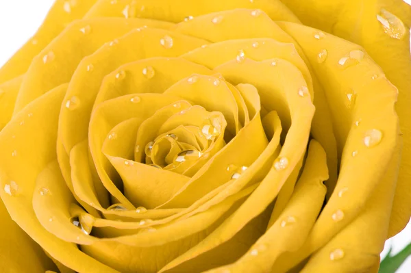 Yellow rose with water drops — Stock Photo, Image