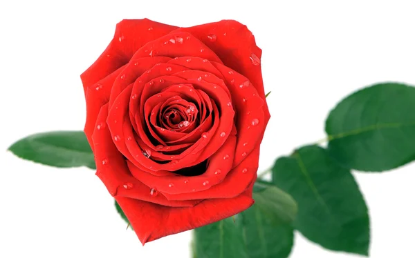 Rudá růže s vodou kapky pohled shora — Stock fotografie