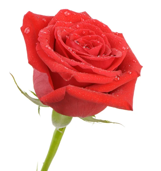 Rosa vermelha com gotas de água é isolado em um fundo branco — Fotografia de Stock