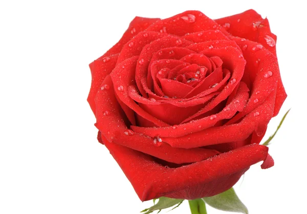 Κόκκινο τριαντάφυλλο με σταγόνες νερό αυτό είναι απομονωμένα σε λευκό φόντο — Φωτογραφία Αρχείου