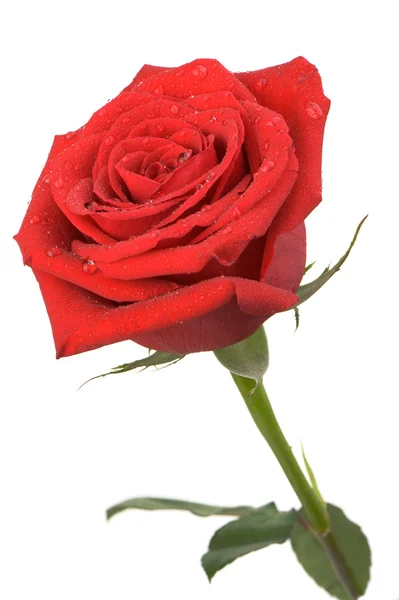 Rose rouge avec gouttes d'eau il est isolé sur un fond blanc — Photo