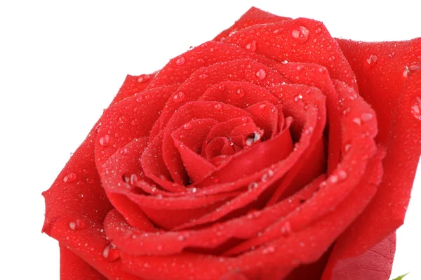 Rosa vermelha com gotas de água é isolado em um fundo branco — Fotografia de Stock