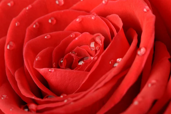 Růže s kapkou — Stock fotografie