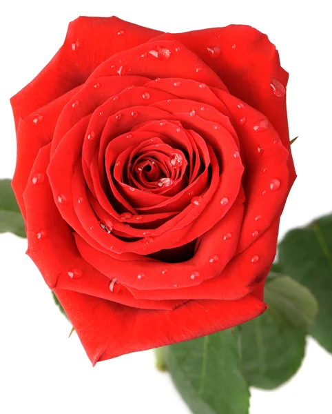 Red rose with water drops it is isolated on a white background Royalty Free Stock Photos