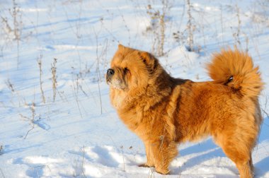 kar üstünde köpek