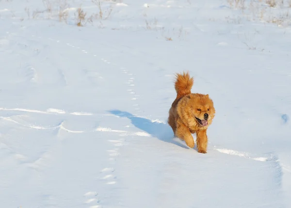 Ο σκύλος τρέχει στο χιόνι — Φωτογραφία Αρχείου