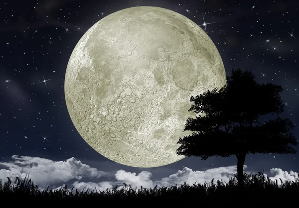 Silhuett av ett träd mot stora månen — Stockfoto