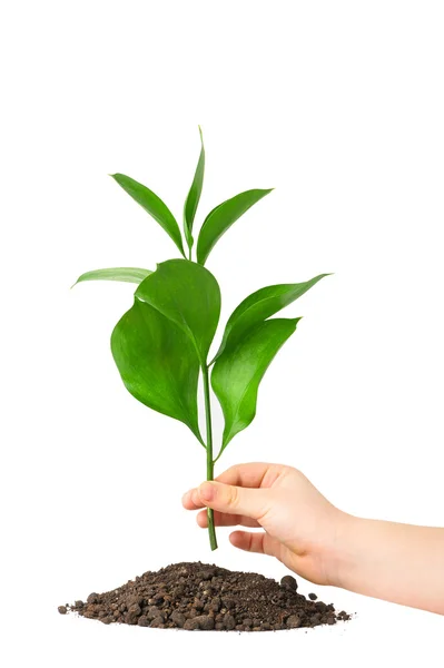 Children hand putting a plant in ground — Stock Photo, Image