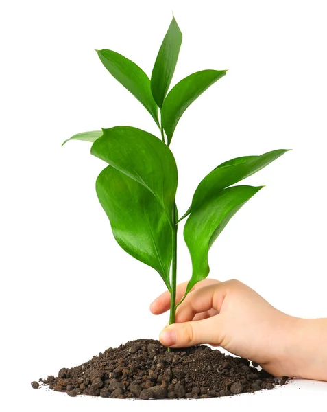 Gyermek kezét üzembe egy növény a földön — Stock Fotó