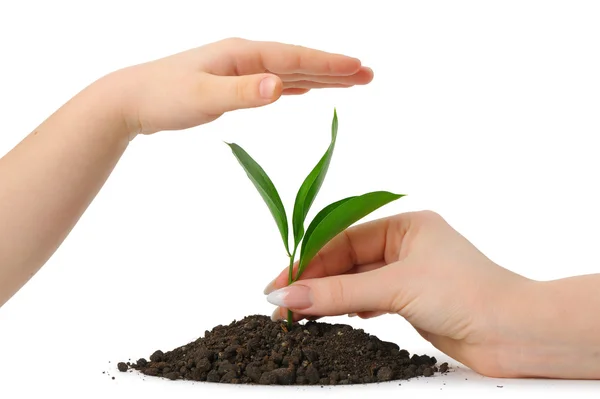 Hand putting a plant in heap earth and a children's hand coverin — Stock Photo, Image