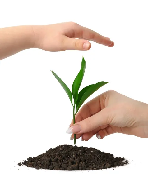 Hand putting a plant in heap earth and a children's hand coverin — Stock Photo, Image