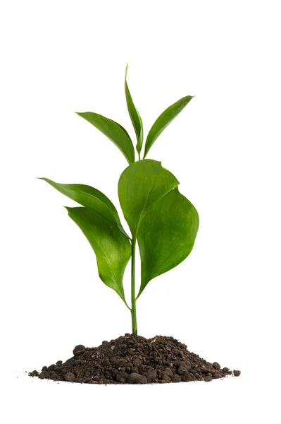 Schmutz mit einer grünen Pflanze anhäufen — Stockfoto