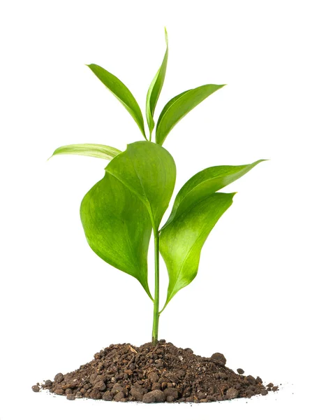 Heap dirt with a green plant — Stock Photo, Image