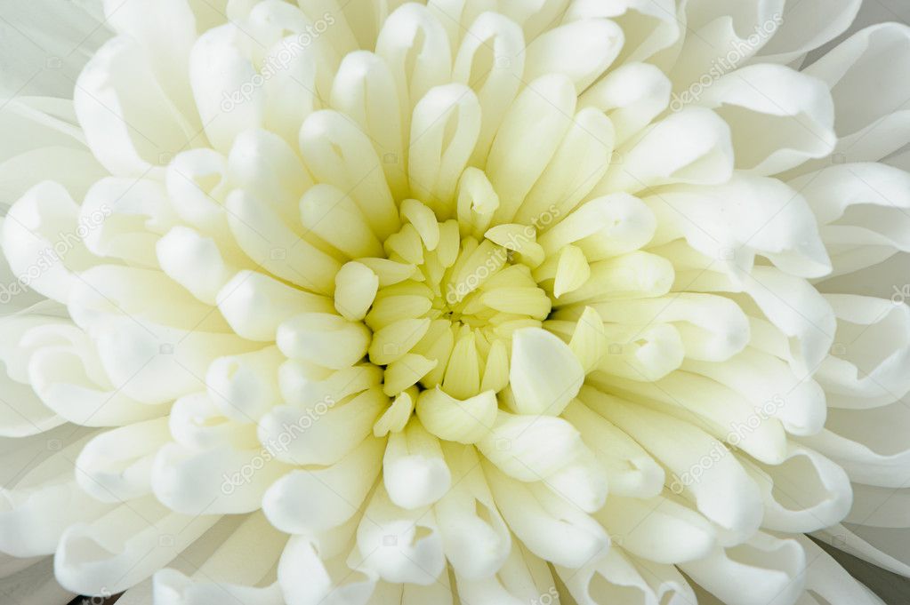 White chrysanthemum