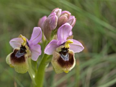 ophrys tenthredinifera, sawfly orkide, Sardunya